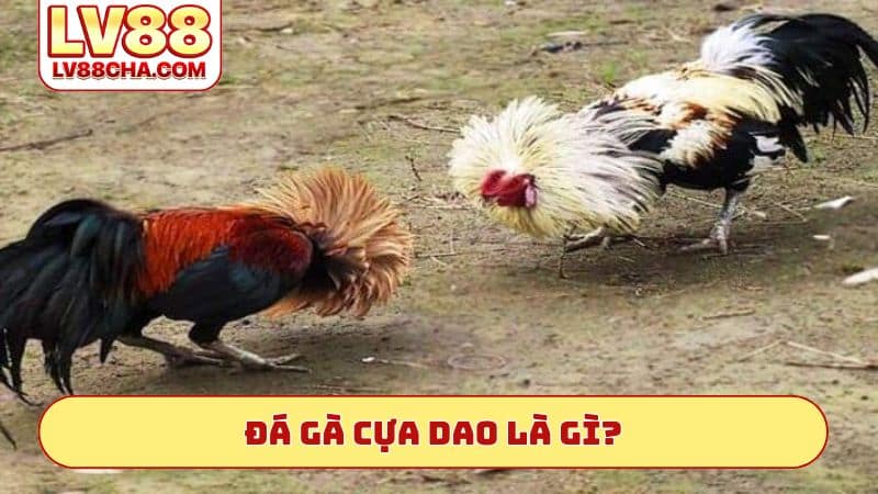 Đá́ gà cựa dao là gì?